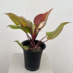 フィロデンドロン：ピンクプリンセス　4号鉢植え26-01