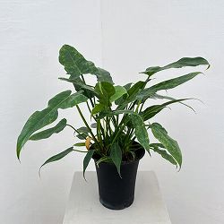 フィロデンドロン：ライムフィドル　 4号鉢植え