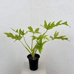 フィロデンドロン：ワースウィッシー　フラバム　4号鉢植え26-01
