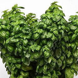 イタリアンハーブ：バジル　ジュノベーゼ3.5号ポット