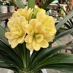 クンシラン：黄花八重咲き君子蘭 令和ゴールド 6号鉢植え 26-01