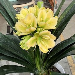 クンシラン：黄花八重咲き君子蘭 令和ゴールド 6号鉢植え 26-02