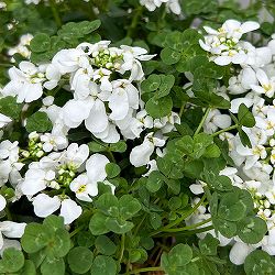 イベリス＆クローバー3.5号ポット