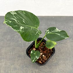 モンステラ：デリシオーサ バルバソー 3.5号ポット26-01