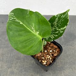 モンステラ：デリシオーサ バルバソー 3.5号ポット26-03