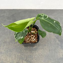 モンステラ：デリシオーサ バルバソー 3.5号ポット26-05