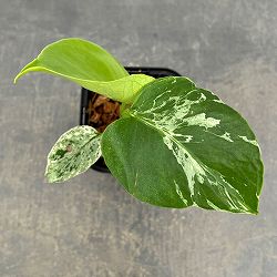 モンステラ：デリシオーサ バルバソー 3.5号ポット26-06