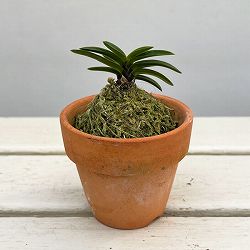 富貴蘭：豆葉系（豆葉系・葉芸品見計らい）2.5号素焼き鉢植え