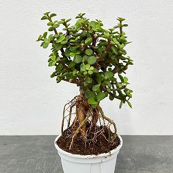 ポーチュラカリア：アフラ 根上がり 4号鉢植え