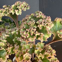 ツワブキ：山本石蕗斎茂広（やまもとつわぶきさいしげひろ）5号鉢植え