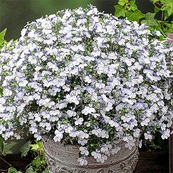 [26年4月上旬予約]ロベリア：スカイオーシャン11cmポット