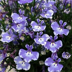 ロベリア：レオン　ブルースプラッシュ11cmポット 6株セット