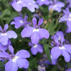 ロベリア：レオン　ミニブルー11cmポット 3株セット