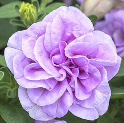 [26年4月上旬予約]ペチュニア：ビバダブル　シュガーキャンディ11cmポット