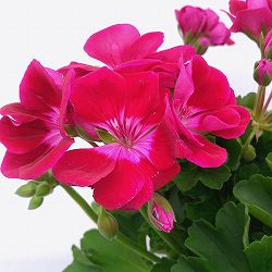 [26年4月上旬予約]ゼラニウム：pacクオリティ　フラワーフェアリーベルベット11cmポット