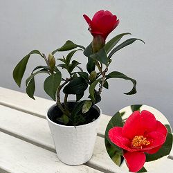 ツバキ（椿）：出雲大社（いずもたいしゃ）曲がり 3.5号匠鉢入り