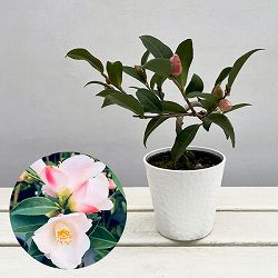 ツバキ（椿）：春風（しゅんぷう）曲がり 3.5号匠鉢入り