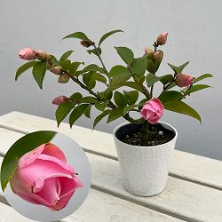 ツバキ（椿）：軟風（なんぷう）曲がり 3.5号匠鉢入り