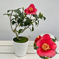 ツバキ（椿）：吉良侘助（きらわびすけ）曲がり 3.5号匠鉢入り