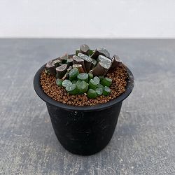 ハオルチア：万象（実生）　3号鉢植え