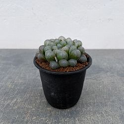 ハオルチア：ＯＢ‐１　3号鉢植え