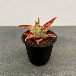 アロエ：オリジナルハイブリット　3号鉢植え26-13