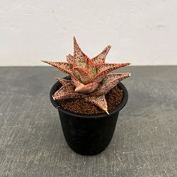 アロエ：オリジナルハイブリット　3号鉢植え26-14