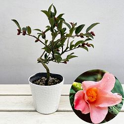 ツバキ（椿）：フェアリーブルース　曲がり 3.5号匠鉢入り