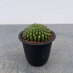 サボテン：ギムノカリキウム　無刺牡丹玉石化　3号鉢植え