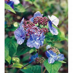 ヤマアジサイ：イヨガスリ（伊予がすり）3-3.5号ポット