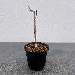 コミフォラ：プトレイフォリア　3号鉢植え