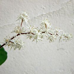 ユキザサ（雪笹・アズキナ）3.5号ポット