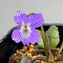 スミレ：スミレサイシン 3.5号ポット