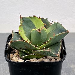 アガベ：ジャガーノート錦　2.5号鉢植え