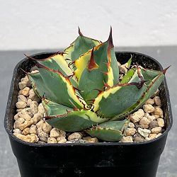 アガベ：鬼爪錦　2.5号鉢植え