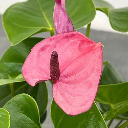 ミニアンスリウム：パープル（幅広苞）2.5号鉢植え