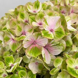 アジサイ：ドリーミー（ピンク） 5号鉢植え