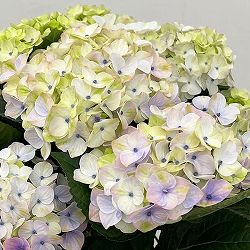 アジサイ：ドリーミー（ブルー） 5号鉢植え