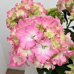 アジサイ：マーメイドドレス（ピンク） 5号鉢植え