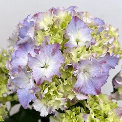 アジサイ：マーメイドドレス（ブルー） 5号鉢植え