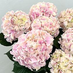 アジサイ：ハミング（ピンク） 5号鉢植え