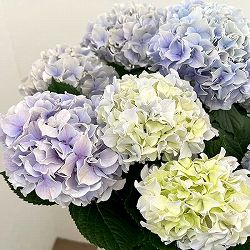 アジサイ：ハミング（ブルー） 5号鉢植え