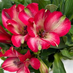 アルストロメリア：インティカンチャ・ミラベル6号鉢植え