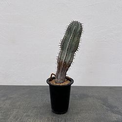 ユーフォルビア：ポリゴナ（ビンテージ株） 3.5号鉢植え