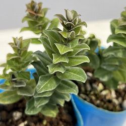 オヒアレフア：赤花（ドワーフタイプ）3号ポット