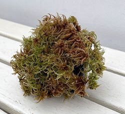 ミズゴケ（水苔）の苗 愛知県産３号ポット