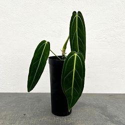 アンスリウム：ワロクアナム　4号ポット