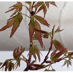 モミジ（カエデ）：ヤマモミジ小品盆栽用仕立て2.5号ポット