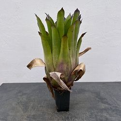 ホヘンベルギア：パープルマジェスティ　3.5号