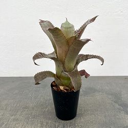 ホヘンベルギア：アイスティー　3.5号ポット26-01